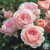 ROSES LARGE